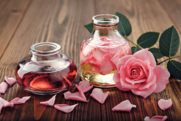 گلاب ربیع خوش‌ عطر رنگ روشن کیفیت بالا